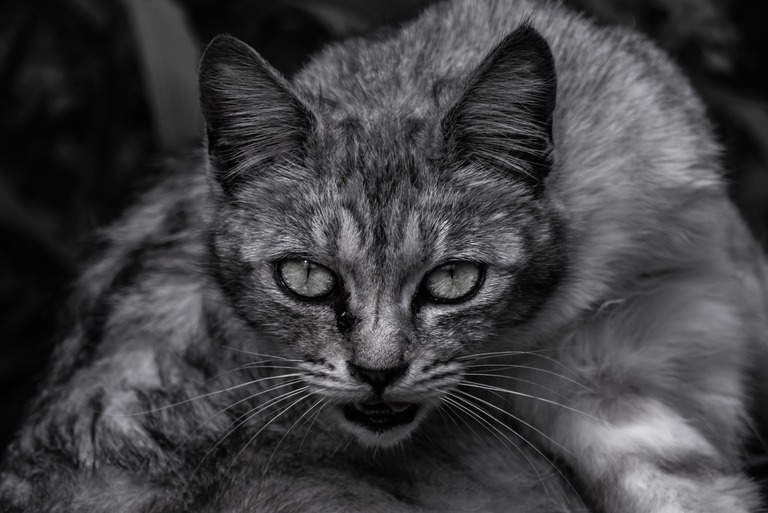 広島市から少し北に行くと吉田って地域がある