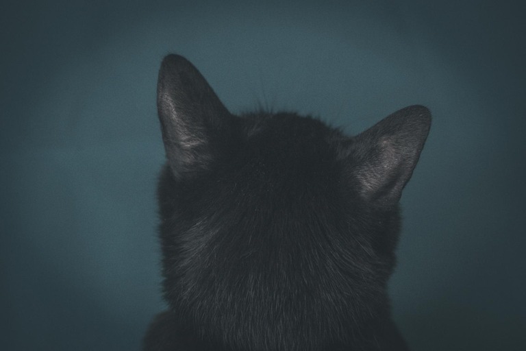 「おばあさんも、猫も犬もみんな、おじいさんについて行ったんだね」