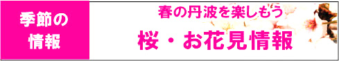 sakura-top