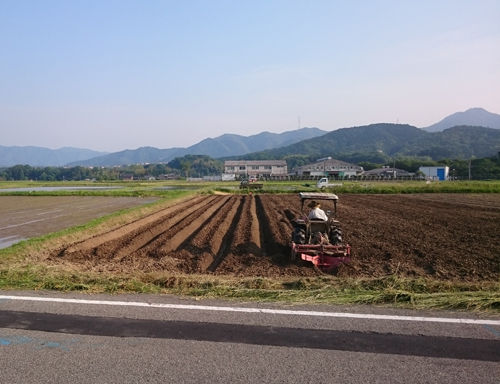黒豆用の畑