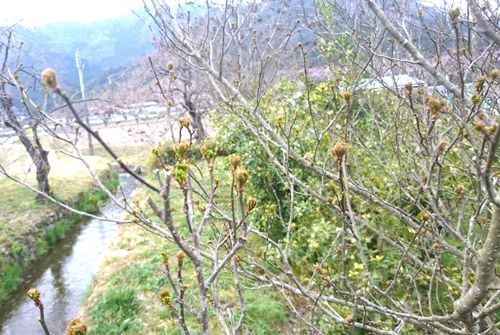 木の芽の新芽28年
