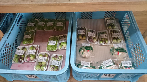 直売所のふきのとう500