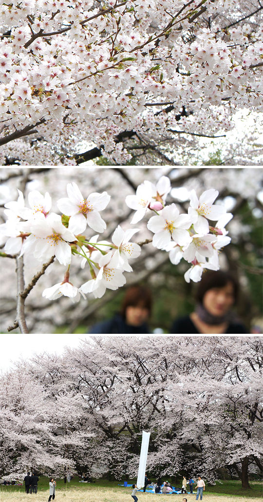 1104_hanami