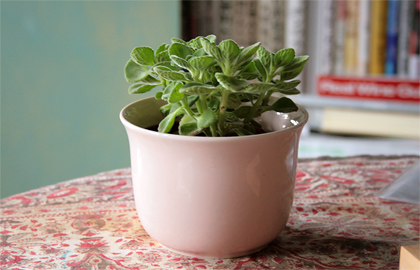 plant