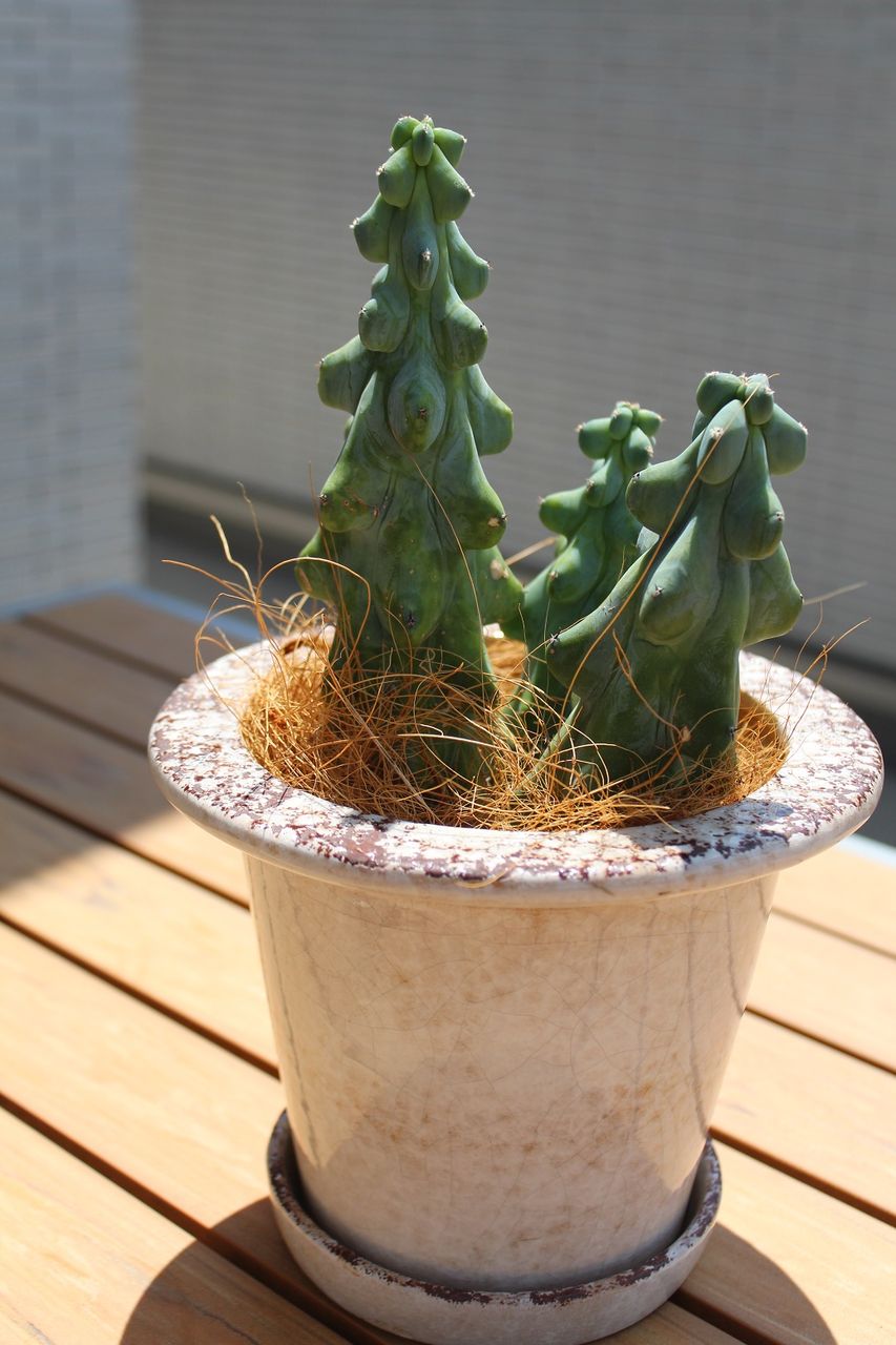 我が家の観葉植物 その１ エンジニアが考える ハウスメーカーの選び方
