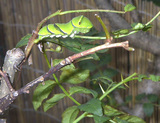 4739c817.JPG