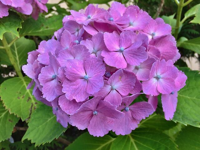 IMG_20220701_172421315_HDR