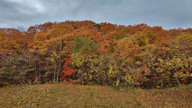 IMG_20221113_101652083_HDR
