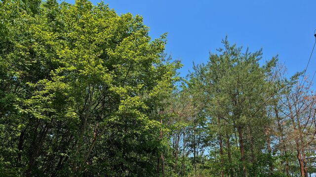PXL_20260517_013804149