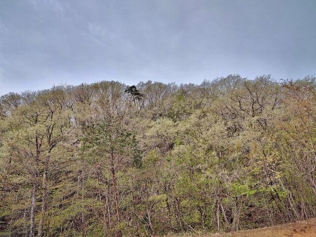 IMG_20220424_095345068_HDR (640x480)