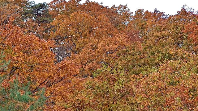 IMG_20221113_101430442