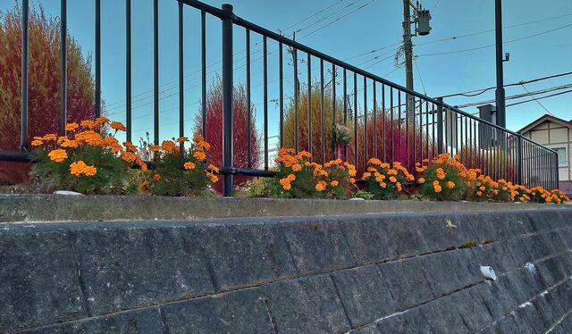 IMG_20221118_064105851_HDR