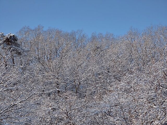 IMG_20220211_094608802 (640x480)
