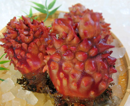 hoya2