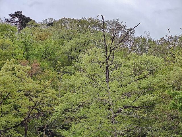 IMG_20220501_072822397 (640x480)