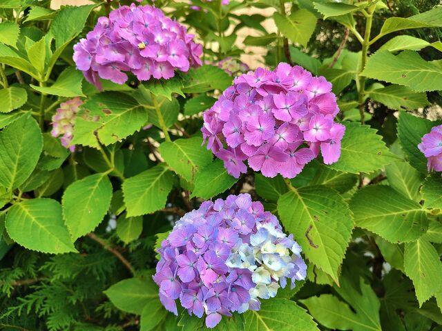 IMG_20220701_172408708_HDR