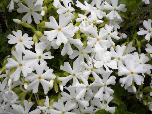 DSCN0297 (640x480)