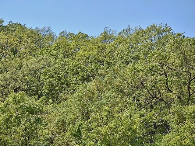 IMG_20220504_113525280 (640x480)