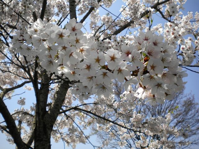 DSCN0263sakura