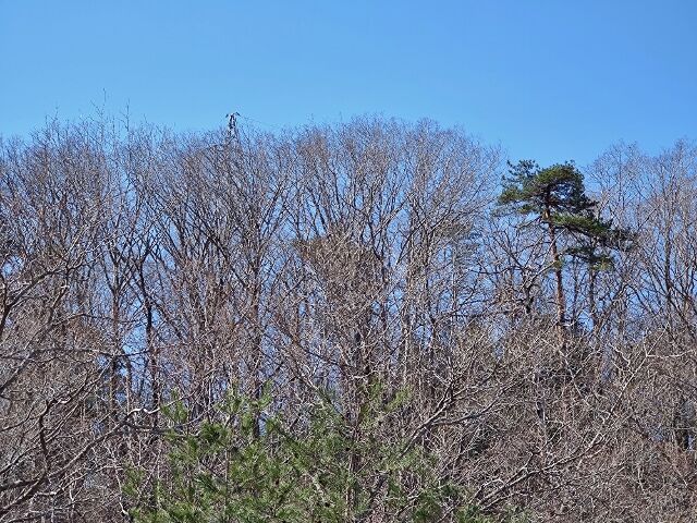 IMG_20220402_093203012 (640x480)