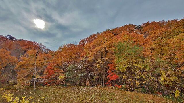 IMG_20221113_101701588_HDR