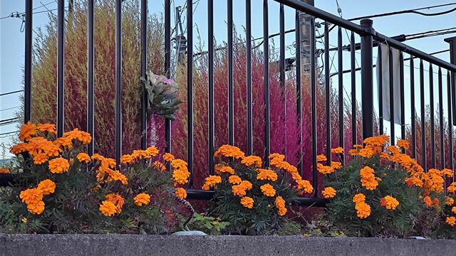 IMG_20221118_064056902