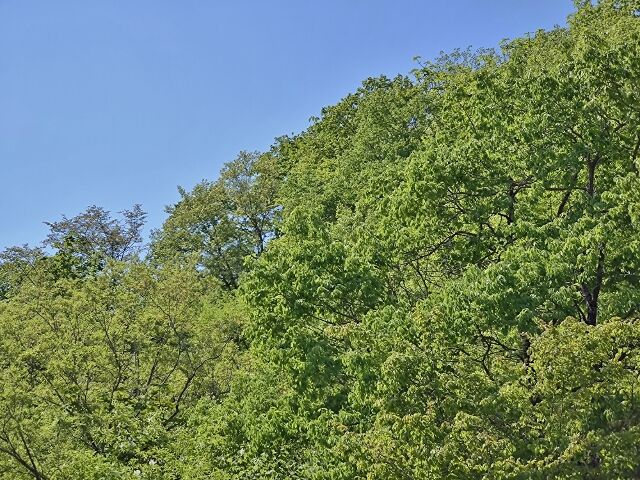 IMG_20220507_101025780 (640x480)