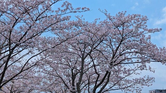 PXL_20250415_021057856 (640x360)