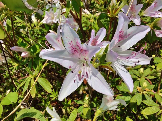 IMG_20220504_103247509_HDR