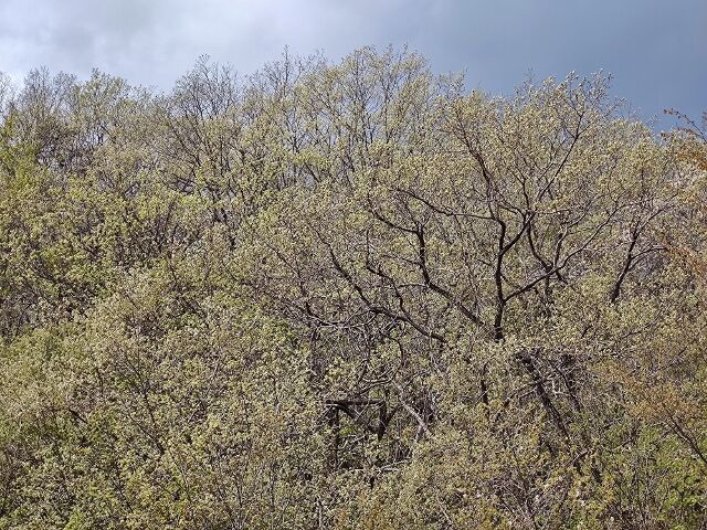 IMG_20220423_111934746 (640x480)