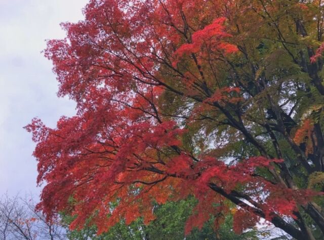 fall in love (640x475)