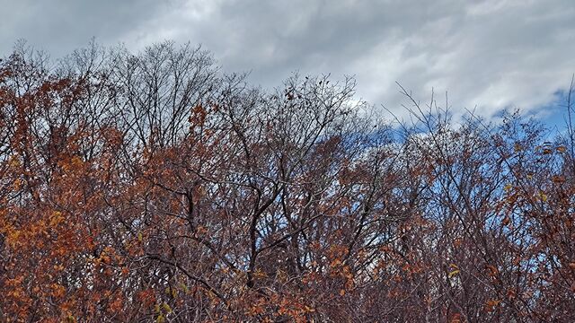 IMG_20221126_115121401