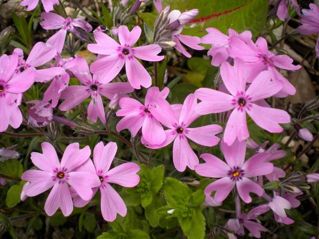 DSCN0298 (640x480)
