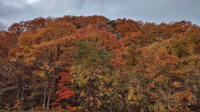 IMG_20221113_101643307_HDR