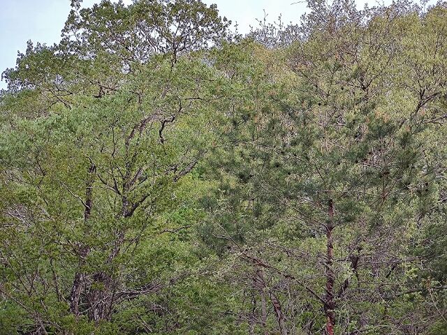 IMG_20220428_175551159 (640x480)