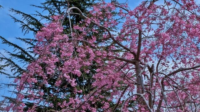 PXL_20250415_021047318 (640x360)