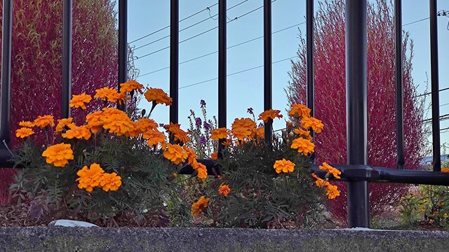 IMG_20221118_064118147