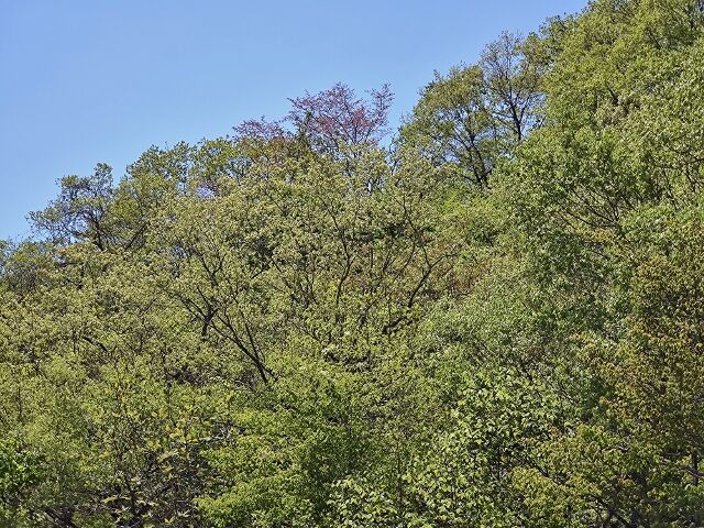 IMG_20220430_110120250 (640x480)