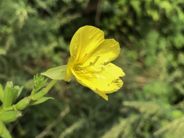IMG_1443 (640x480)