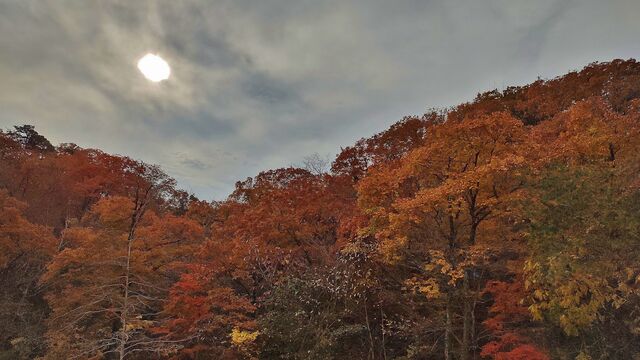 IMG_20221113_101635839_HDR