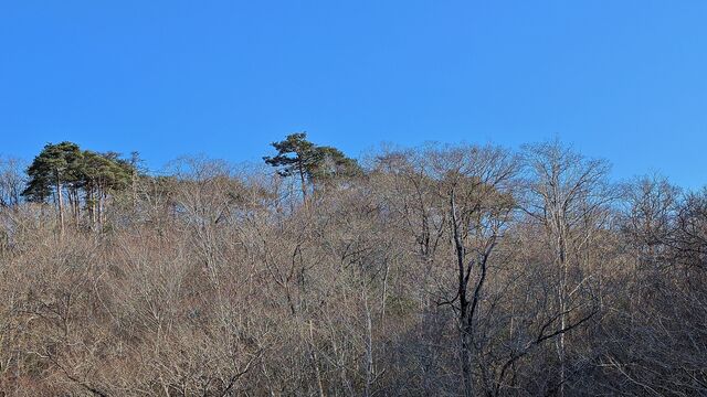 PXL_20250309_060514811.MP