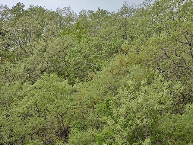 IMG_20220501_072859719 (640x480)