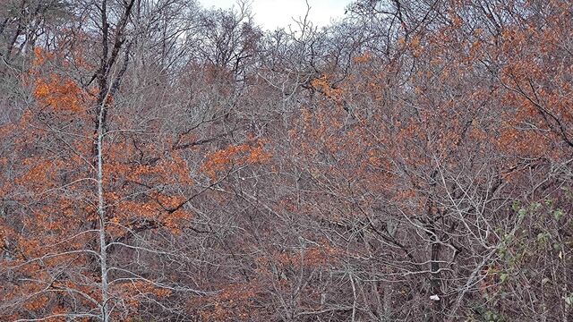 IMG_20221126_115055134