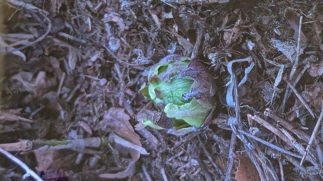 PXL_20250309_031659287.MP (640x360)