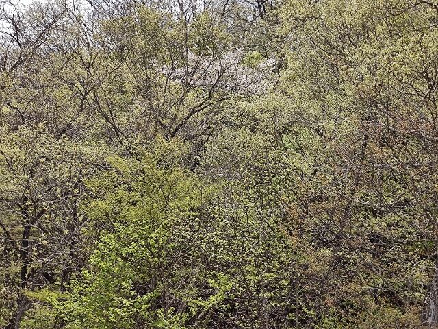 IMG_20220423_111945146 (640x480)