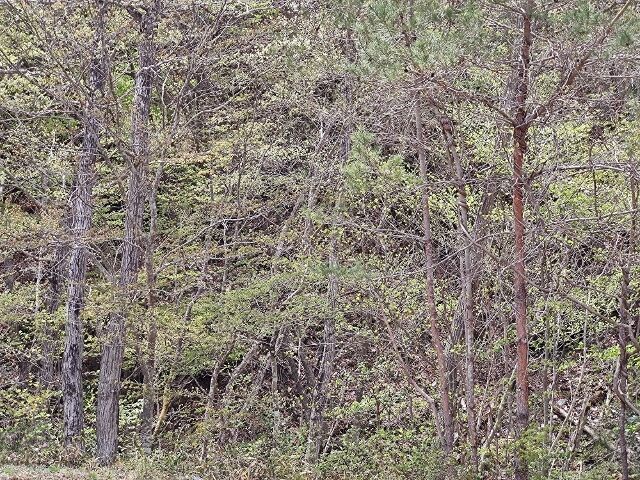 IMG_20220423_111953740 (640x480)