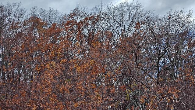 IMG_20221126_115117191