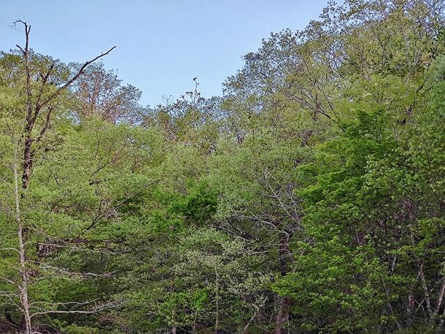 IMG_20220428_175543893 (640x480)