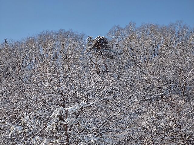 IMG_20220211_094600800 (640x480)