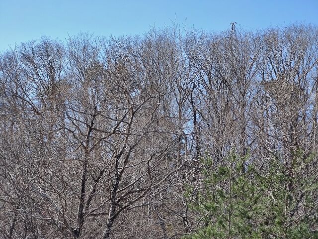 IMG_20220402_093143817 (640x480)